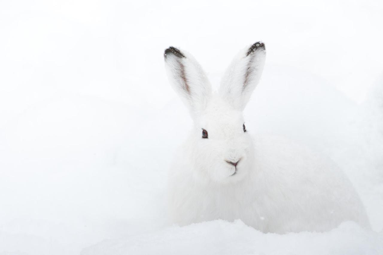 Chalet ?Snow Bunny? Stadl an der Mur Exterior photo